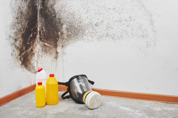 Attic Mold Removal in White Horse, NJ