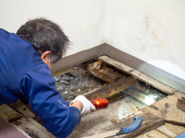 Best Mold Damage Repair  in White Horse, NJ