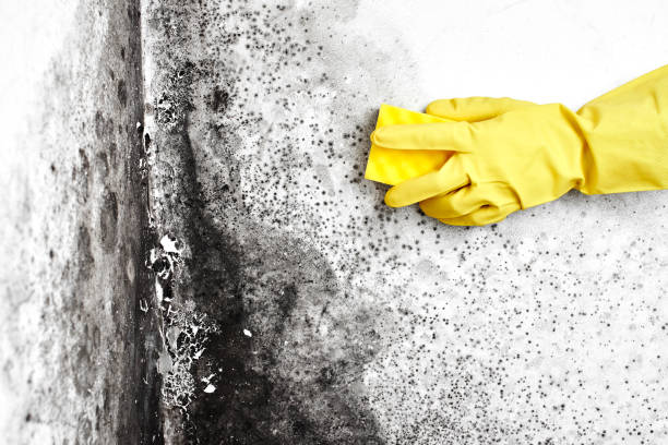 Best Professional Mold Removal  in White Horse, NJ