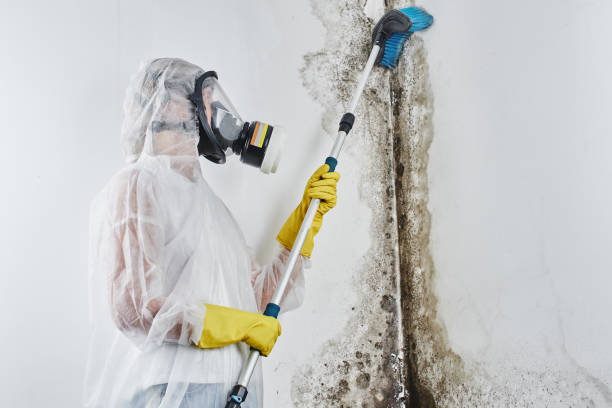 White Horse, NJ Mold Removal Company