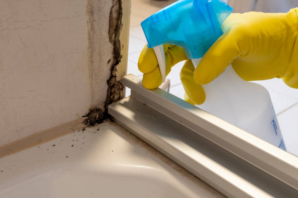 Best Home Mold Removal  in White Horse, NJ