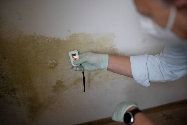 Best Commercial Mold Removal  in White Horse, NJ