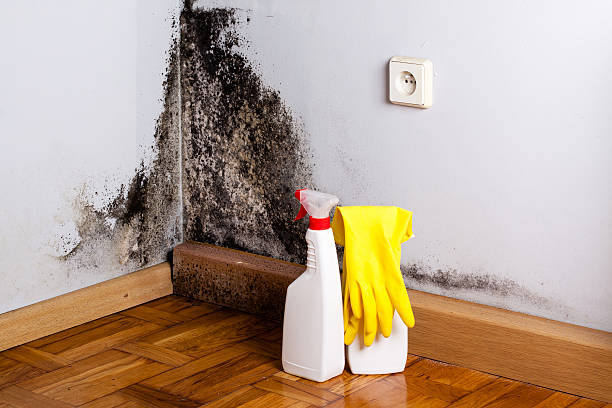 Office Mold Removal Services in White Horse, NJ