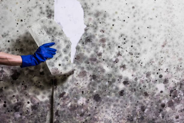 Best Fast Mold Removal  in White Horse, NJ