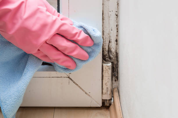 Best Residential Mold Removal  in White Horse, NJ
