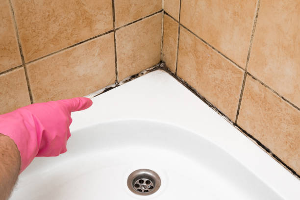 Best Best Mold Removal Companies  in White Horse, NJ